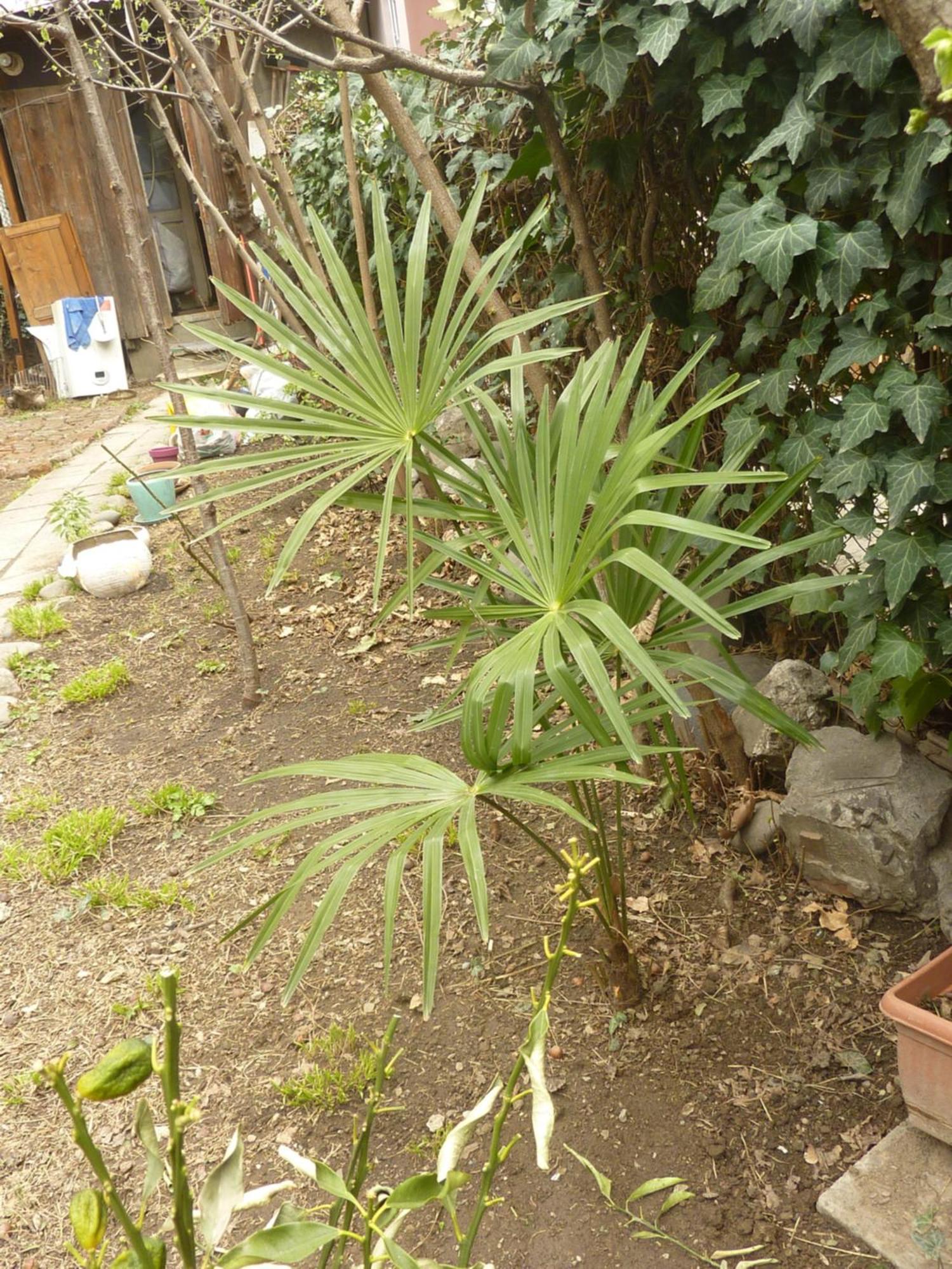 Gardens In Vake, Tbilisi Hotel Екстериор снимка